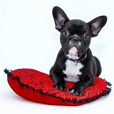 Yatar Hasta ve Pansiyon Hizmetleri